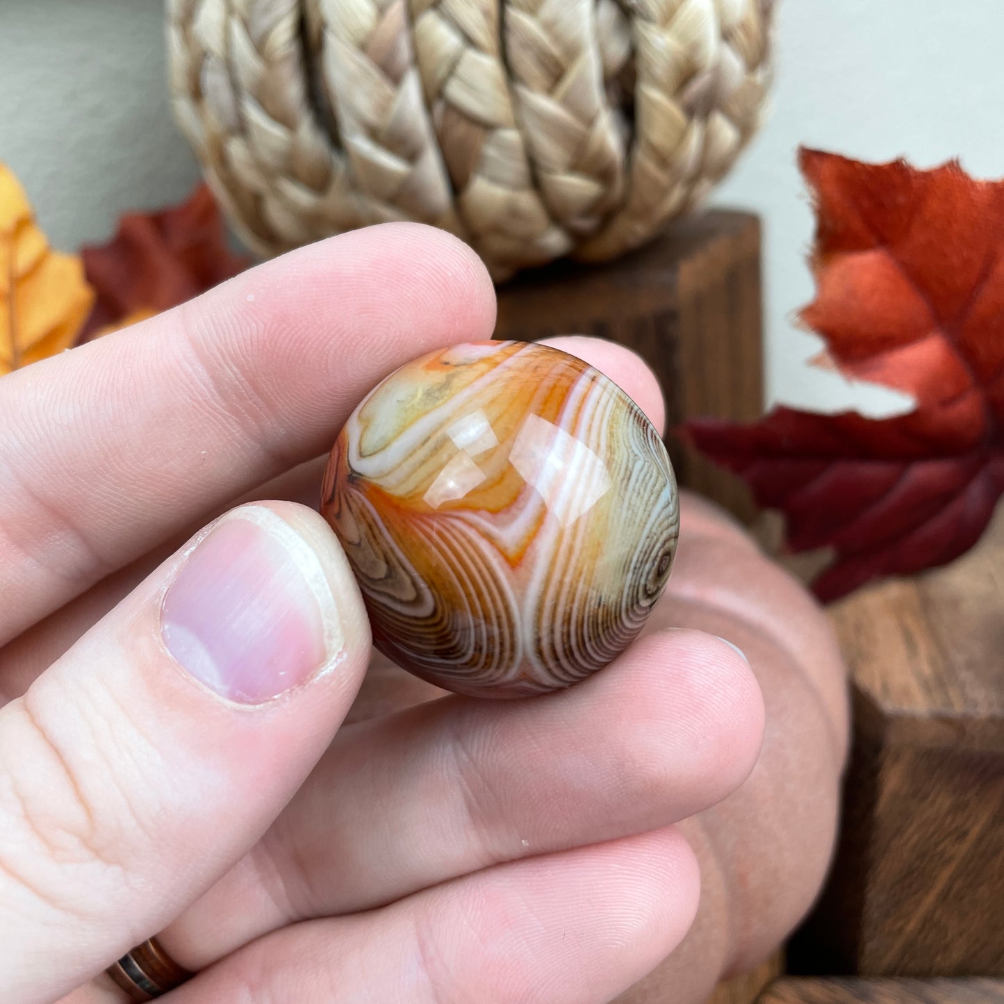 Fall Colors Bundle